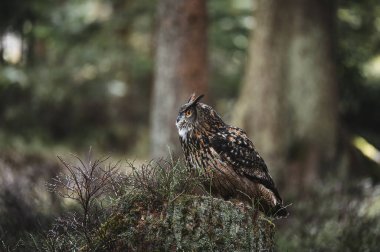 Doğada bir kartal baykuşunun portresi. Bubo bubo. Güzel kartal baykuş kütüğün üzerinde oturuyor. Doğadan vahşi yaşam sahnesi.