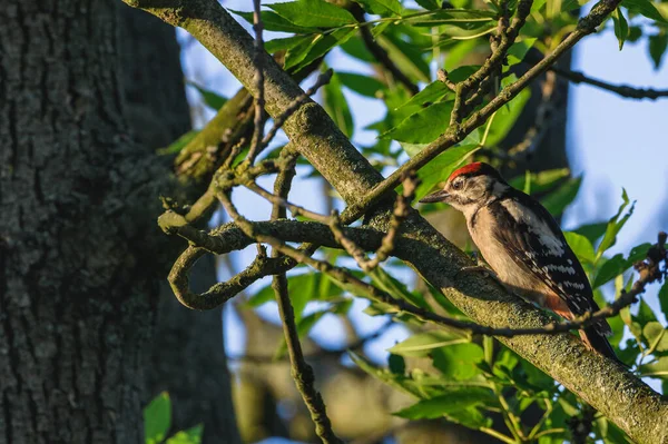 Great Spotted Woodpecker Dendrocopos Major Medium Sized Woodpecker Pied Black — Stock Photo, Image