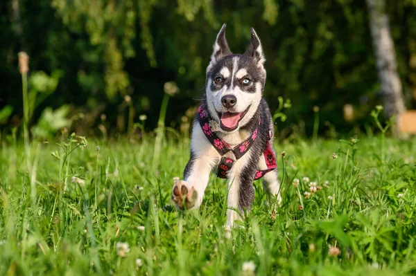 Yeşil Çimlerde Oynayan Şirin Sibirya Köpeği — Stok fotoğraf