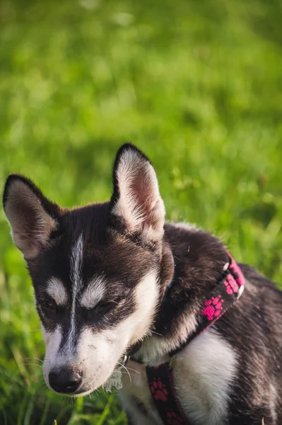 Bonito Filhote Cachorro Siberiano Husky Jogando Grama Verde — Fotografia de Stock