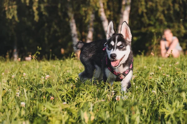 Yeşil Çimlerde Oynayan Şirin Sibirya Köpeği — Stok fotoğraf