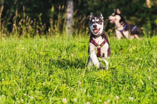 Lindo Siberiano Husky Cachorro Jugando Verde Hierba —  Fotos de Stock
