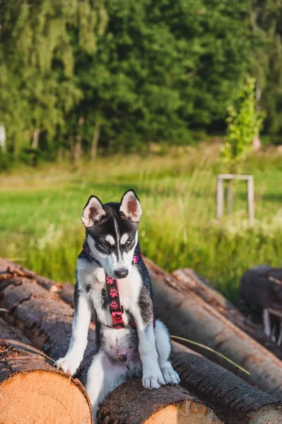 Husky Puppy Fehér Szürke Fekete Színű Fán Földön Keresi Távolságot — Stock Fotó