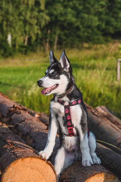 Husky Welpe Von Weiß Grau Schwarzer Farbe Sitzt Auf Holzboden — Stockfoto