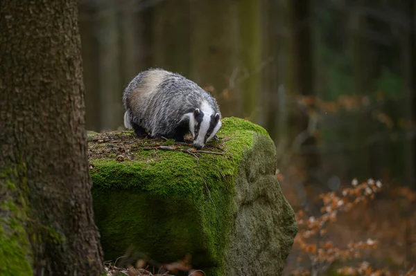 European badger, meles meles, standing on rock in summertime nature. Striped badger looking on moss in summer forest. Wild black and white mammal observing on stone.