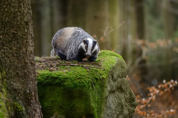 European badger, meles meles, standing on rock in summertime nature. Striped badger looking on moss in summer forest. Wild black and white mammal observing on stone.