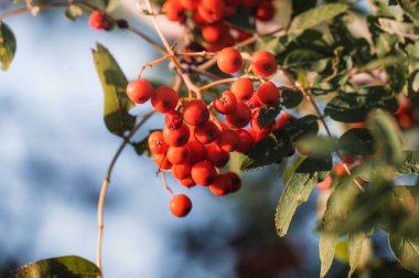 Rowan dal. Kırmızı rowan. Üvez meyveleri rowan ağacı üzerinde. Sorbus aucuparia.