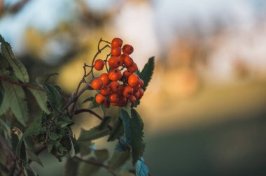 Rowan dal. Kırmızı rowan. Üvez meyveleri rowan ağacı üzerinde. Sorbus aucuparia.