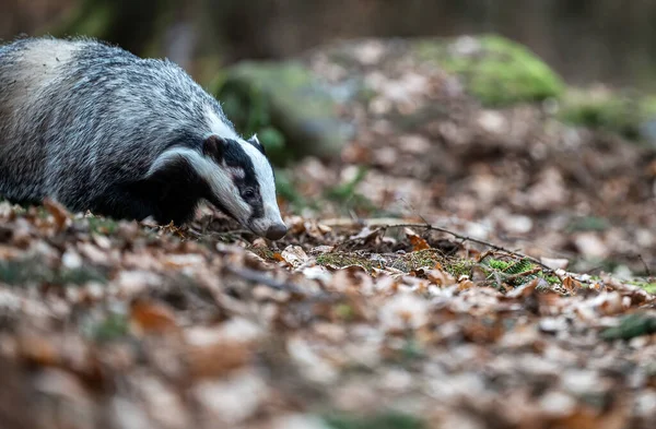 Adult european badger, meles meles, walking on green moss in summer forest. Alert badger looking aside standing by a tree in woodland with copy space. Wild mammal moving in wilderness.