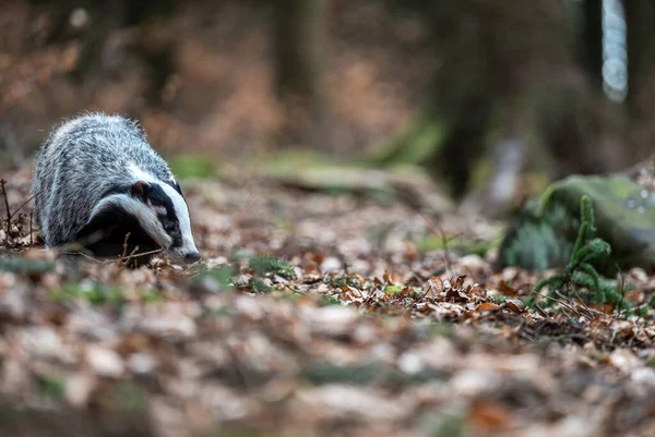 Adult european badger, meles meles, walking on green moss in summer forest. Alert badger looking aside standing by a tree in woodland with copy space. Wild mammal moving in wilderness.
