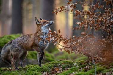 Ormandaki tilki. Kırmızı tilki portresi, Vulpes vulpes, yeşil ormanda. Tilki avını kokluyor. Güzel turuncu kürklü hayvan. Bahar doğası. Vahşi yaşam. Doğal ortamdaki zeki hayvan..