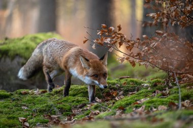 Ormandaki tilki. Kırmızı tilki portresi, Vulpes vulpes, yeşil ormanda. Tilki avını kokluyor. Güzel turuncu kürklü hayvan. Bahar doğası. Vahşi yaşam. Doğal ortamdaki zeki hayvan..