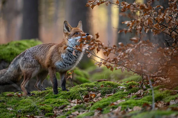 Liška Lese Portrét Červené Lišky Vulpes Vulpes Zeleném Lese Fox — Stock fotografie