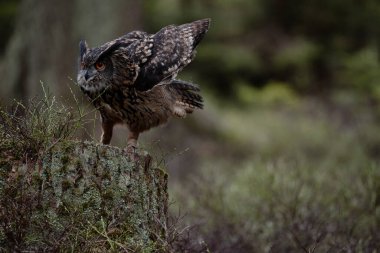Avrasya kartal baykuş oturma güdük, yakın çekim, yaban hayatı fotoğraf (Bubo Bubo).