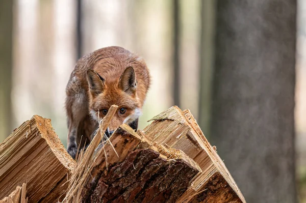 Cute Fox Climbing Broken Tree Trunk Looking Some Prey Red — Stock Photo, Image