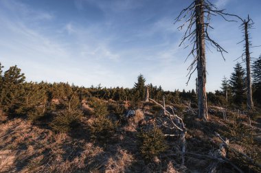 Dağların tepesindeki ormanda güzel bir sabah. Çek dağ manzarası.