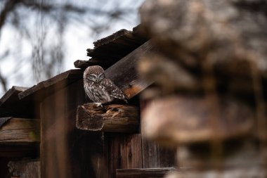Eski çatıda oturan küçük baykuşlar (Athene noctua). Karanlık arka plan. Küçük baykuş portresi. Baykuş tahtada oturuyor.