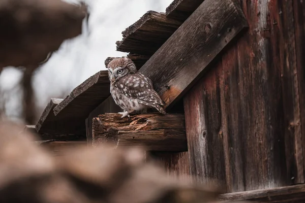 Eski Çatıda Oturan Küçük Baykuşlar Athene Noctua Karanlık Arka Plan — Stok fotoğraf