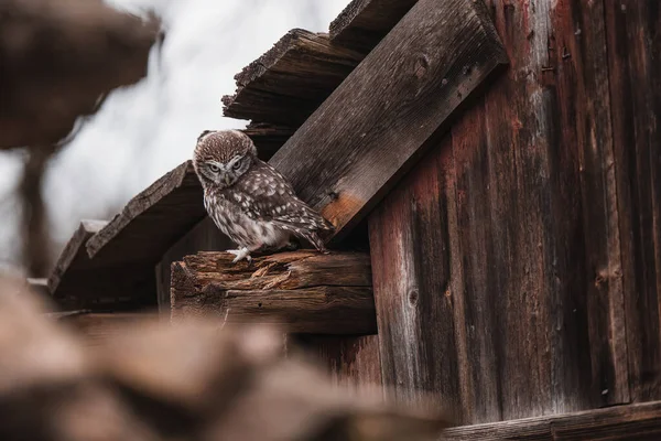 Eski Çatıda Oturan Küçük Baykuşlar Athene Noctua Karanlık Arka Plan — Stok fotoğraf