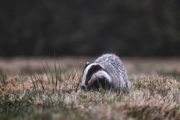 Cute european badger, meles meles, looking with small black eyes on a green grass in spring. Fluffy badger with black and white stripes on face walking through meadow. Rainy day.