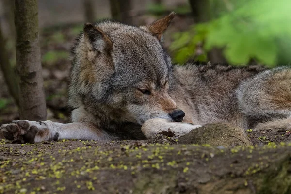 Gray Wolf Grey Wolf Canis Lupus Europe — Stock Photo, Image