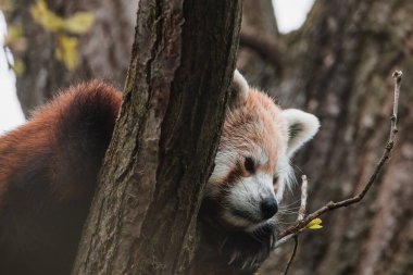 Kırmızı Panda Ailurus Fulgens Şube Closeup Üzerinde Yatan