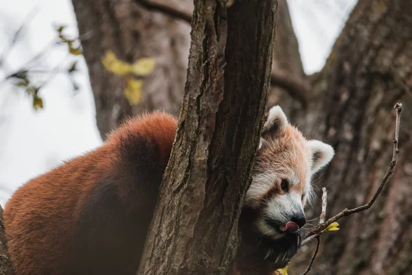 Red Panda Ailurus Fulgens Lying Branch Closeup — Stock Photo, Image