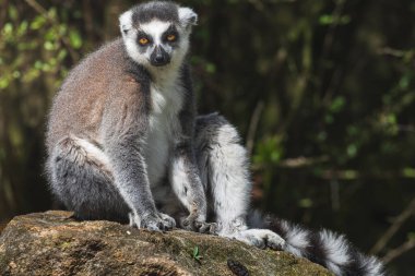 Erkek bir Halka, güneşte oturan Lemur 'u takip etti.)
