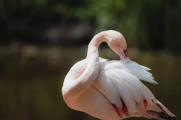 Amerikaanse Flamingo Phoenicopterus Ruber Caribische Flamingo Grote Vogel Ontspannen Genieten — Stockfoto