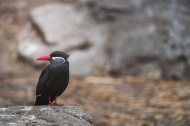 Kırmızı gagalı Black Inca Tern, Peru. İnka Tern, Larosterna İnka, Peru kıyısındaki ağaç dalındaki kuş. Doğadaki deniz ormanı habitatındaki kuş. Doğadan vahşi yaşam sahnesi.