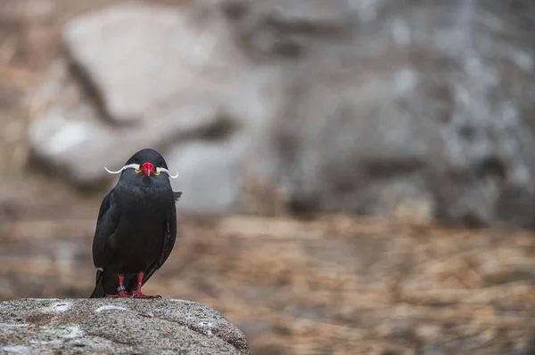 Kırmızı gagalı Black Inca Tern, Peru. İnka Tern, Larosterna İnka, Peru kıyısındaki ağaç dalındaki kuş. Doğadaki deniz ormanı habitatındaki kuş. Doğadan vahşi yaşam sahnesi.