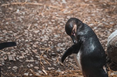 Bir kayanın üzerinde duran Humboldt pengueni (Spheniscus humboldti).