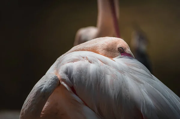 Flamingó Nyakcsavart Szárnyas Toll — Stock Fotó