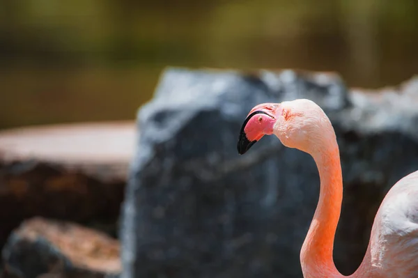 Flamingo Hals Draaien Vleugelveren — Stockfoto