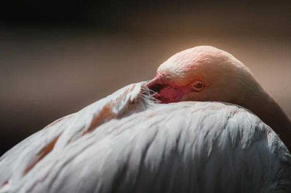 Flamingo Hals Vrida Och Vinge Fjädrar — Stockfoto
