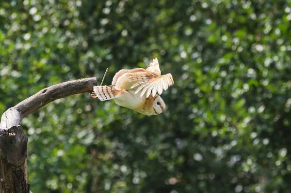 Barn Owl Flying Zoo Tyto Alba — Stock Photo, Image