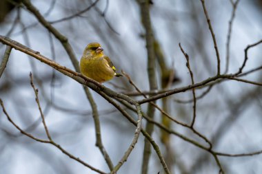 Yeşil ispinoz, kloris kloris, bahçede tünemiş küçük çekici bir kuş..