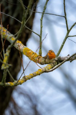 Avrupalı bülbül Erithacus Rubecula ötücü kuş kuzeydeki vahşi doğa yırtıcısı horoz, güzel hayvan dağ ispinozu, hayvan, kuş gözlemi