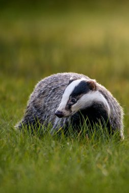 A European Badger ( Meles meles) looking for food on grass at morning time in soft light. clipart