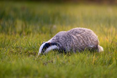 A European Badger ( Meles meles) looking for food on grass at morning time in soft light. clipart