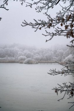 Kış günü. Donmuş göl - buzla kaplı ve dalları beyaz karla kaplı çıplak ağaçlar. Doğada yürümek