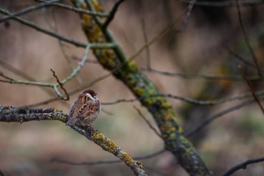 Avrasya ağaç serçesi (Passer montanus). Avrasya 'daki yaygın kuşun portre fotoğrafı.