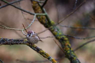 Avrasya ağaç serçesi (Passer montanus). Avrasya 'daki yaygın kuşun portre fotoğrafı.