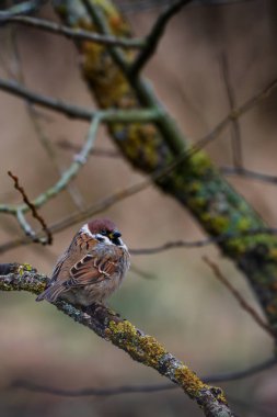 Avrasya ağaç serçesi (Passer montanus). Avrasya 'daki yaygın kuşun portre fotoğrafı.