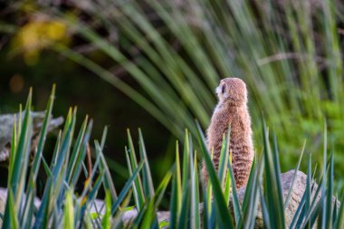 Meerkat, Suricata suricatta bir taşın üzerinde oturuyor ve uzaklığa bakıyor..