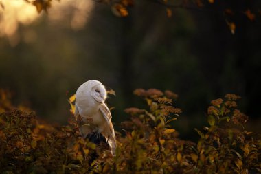 Ahır baykuşu (Tyto alba) sonbahar otlağındaki bir melek gibi bir düğmenin üzerinde oturuyor. Doğada bir baykuşun portresi.