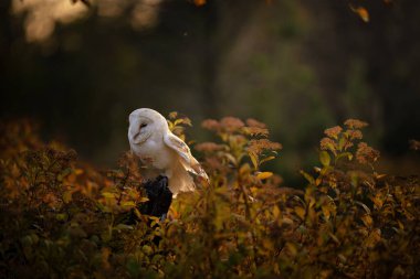 Ahır baykuşu (Tyto alba) sonbahar otlağındaki bir melek gibi bir düğmenin üzerinde oturuyor. Doğada bir baykuşun portresi.