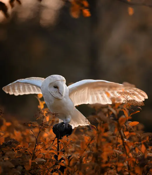 Ahır baykuşu (Tyto alba) sonbahar otlağındaki bir melek gibi bir düğmenin üzerinde oturuyor. Doğada bir baykuşun portresi.