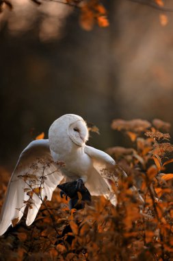 Ahır baykuşu (Tyto alba) sonbahar otlağındaki bir melek gibi bir düğmenin üzerinde oturuyor. Doğada bir baykuşun portresi.