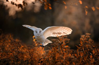 Ahır baykuşu (Tyto alba) sonbahar otlağındaki bir melek gibi bir düğmenin üzerinde oturuyor. Doğada bir baykuşun portresi.